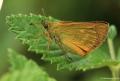 Ochlodes venatus (Orman Zıpzıpı)